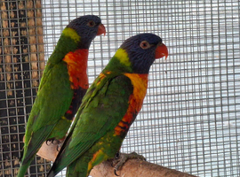 Rainbow Lorikeets  for sale