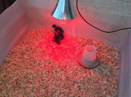 Ducklings and chick's for sale