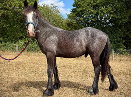 Yearling Cob Colt to make 14.3