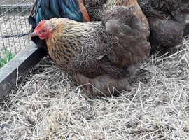 NOT FREE     selection of poultry from day old up