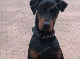 Female doberman