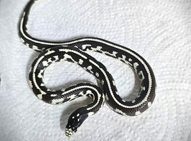 Californian King Snake babies