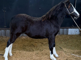 Filly foal to make 12hh