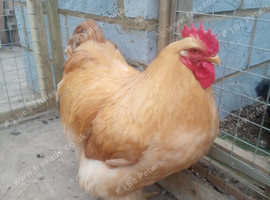 Buff Orpington cockerel