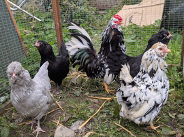 Araucana Bantam Mixed Colour Hatching Eggs X 6