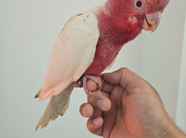 Stunning super tame lutino galah Cockatoo