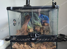2 mourning geckos