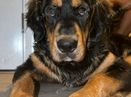 10-Month-Old Male Bernese Mountain Dog Mix Looking for a Loving Forever Home