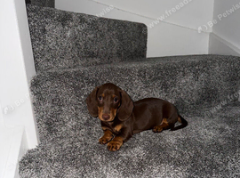 Male dachshund