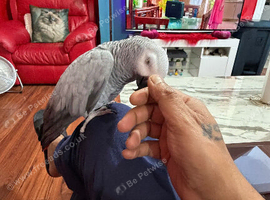 Super tame African grey Glasgow