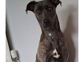 Dog for sale