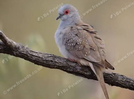 pairs of diamond doves
