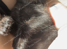2 black kittens ready in the next 3-4 weeks