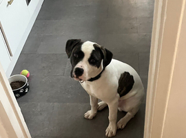 American bulldog