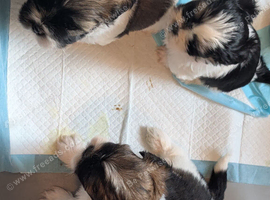 Shih Tzu puppys 1 girl 3 boys available now due to time wasters