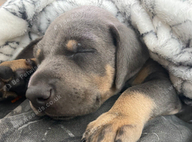 MALE BLUE AND TAN DOBERMAN