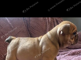 Beautiful English bulldog puppies