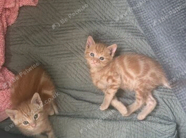 Two kittens for sale