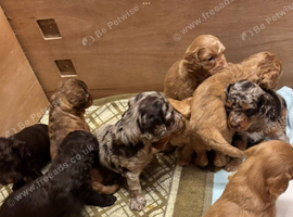 F1B Cockapoo puppies - 2 Boys Available