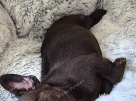 Male french bulldog