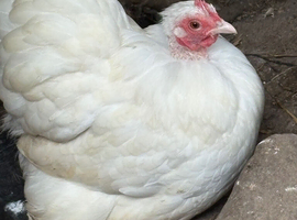 Stunning show quality white pekin trio one cockerel 2 hens