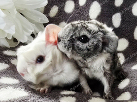 Boar pair available