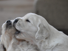 Golden Retriever Puppies Available