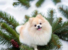 Stunning, Proven KC reg Pomeranian Stud