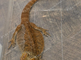 Bearded dragons
