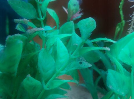 Axolotl eggs laid 15th April x 10 free postage uk