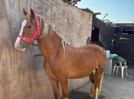 Welsh 2 year old