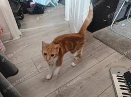 Female ginger tabby kitten with everything you need
