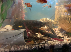 Red clow blue lobster