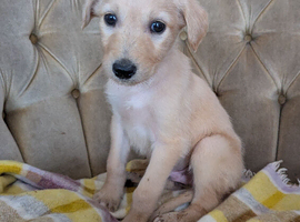 Lurcher pups