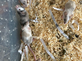 Fancy mice babys - Ready Now