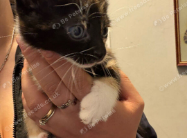 Mixed breed kittens