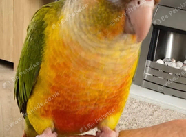 Baby conures