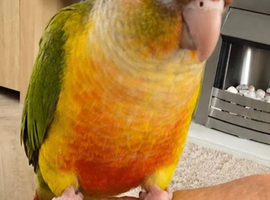 Handreared baby conures