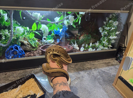 Pinstripe Leopard Poss Yellow Belly &ndash; 100% Het Candy & Pied &ndash; Male
