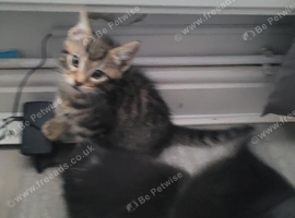 Kitten