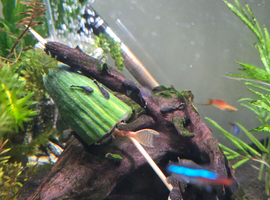 Bristlenose plecs