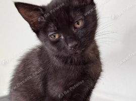 Playful Mixed Breed Kittens Ready Now