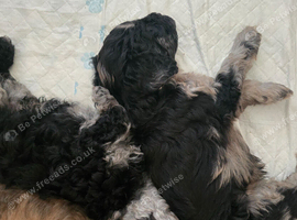 Adorable mini poodles for sale &pound;1500.