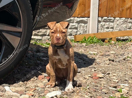 Bulldog for sale
