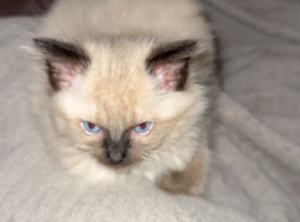 Beautiful female rag doll
