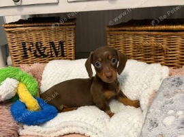 Miniature Dachshund Puppies &ndash; 2 Females & 1 Male Available
