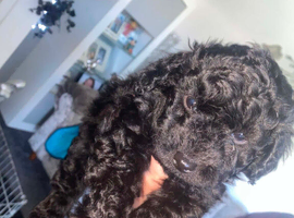 Cockapoo puppies for sale
