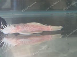Young Sub pair of Snow White bristlenoses