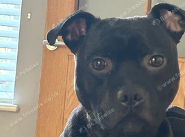 Male staffie !! He&rsquo;s 2 years & 9 months old