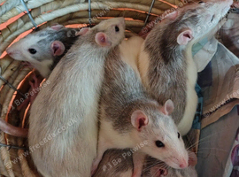 Lovely rats